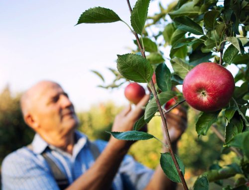 A la découverte du Terroir normand